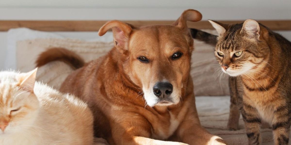 Vetirus Pharmaceuticals Partners with Immune Propulsion to Advance Novel Immunotherapy for Companion Animal Cancer